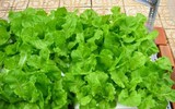 Hướng dẫn bảo quản và lựa chọn thực phẩm tươi ngon!