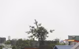 [Ảnh] Hình ảnh 