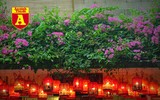 [ẢNH] Nao lòng trước vẻ đẹp bình yên của Hội An trong dịp nghỉ lễ