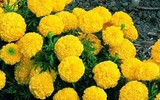 [ẢNH] 12 loại cây giúp đuổi muỗi, an toàn khi trồng trong nhà