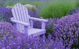 [ẢNH] 12 loại cây giúp đuổi muỗi, an toàn khi trồng trong nhà
