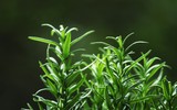 [ẢNH] 12 loại cây giúp đuổi muỗi, an toàn khi trồng trong nhà
