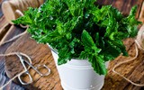 [ẢNH] 12 loại cây giúp đuổi muỗi, an toàn khi trồng trong nhà