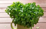[ẢNH] 12 loại cây giúp đuổi muỗi, an toàn khi trồng trong nhà