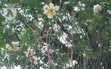 [Ảnh] Chiêm ngưỡng loài hoa 
