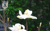 [Ảnh] Chiêm ngưỡng loài hoa 