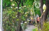[Ảnh] Chiêm ngưỡng loài hoa 