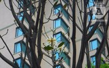 [Ảnh] Chiêm ngưỡng loài hoa 