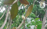 [Ảnh] Chiêm ngưỡng loài hoa 