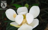 [Ảnh] Chiêm ngưỡng loài hoa 