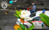 [Ảnh] Chiêm ngưỡng loài hoa 