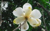 [Ảnh] Chiêm ngưỡng loài hoa 