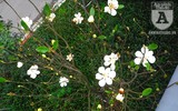 [Ảnh] Chiêm ngưỡng loài hoa 