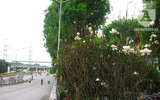 [Ảnh] Chiêm ngưỡng loài hoa 