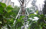 [Ảnh] Chiêm ngưỡng loài hoa 