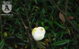 [Ảnh] Chiêm ngưỡng loài hoa 