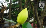 [Ảnh] Chiêm ngưỡng loài hoa 