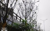 [Ảnh] Chiêm ngưỡng loài hoa 