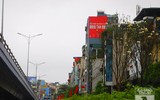[Ảnh] Chiêm ngưỡng loài hoa 