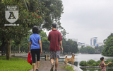 Hà Nội: Nhan nhản chó thả rông không đeo rọ mõm