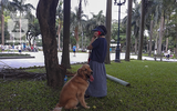 Hà Nội: Nhan nhản chó thả rông không đeo rọ mõm