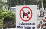 Hà Nội: Nhan nhản chó thả rông không đeo rọ mõm