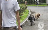 Hà Nội: Nhan nhản chó thả rông không đeo rọ mõm