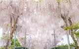 [ẢNH] Lạc bước nơi 
