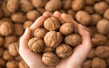 Những tác dụng không ngờ của quả óc chó