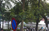 Kỳ lạ hoa sữa nở giữa mùa hè khắp phố phường Hà Nội