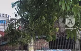 Kỳ lạ hoa sữa nở giữa mùa hè khắp phố phường Hà Nội