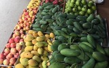 [ẢNH] Tin đồn bịa đặt xoài cắm tăm và cách nhận diện xoài 