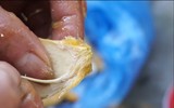 [ẢNH] Tin đồn bịa đặt xoài cắm tăm và cách nhận diện xoài 