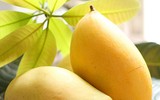 [ẢNH] Tin đồn bịa đặt xoài cắm tăm và cách nhận diện xoài 
