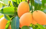 [ẢNH] Tin đồn bịa đặt xoài cắm tăm và cách nhận diện xoài 