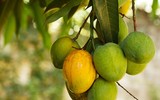 [ẢNH] Tin đồn bịa đặt xoài cắm tăm và cách nhận diện xoài 