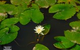 [Ảnh] Dù nắng nóng, hàng nghìn người vẫn đến viếng Lăng Chủ tịch Hồ Chí Minh