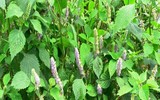 Những thực phẩm 