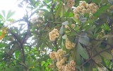 [Ảnh] Bất ngờ trước nguyên nhân khiến hoa sữa Hà Nội nở giữa hè nắng cháy