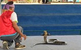[ẢNH] Kỳ lạ ngôi làng Thái Lan, nơi người và rắn hổ mang là 