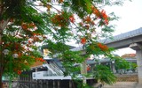 [Ảnh] Sắc phượng đỏ nở rợp trời Hà Nội, hàng trăm nghìn sĩ tử bước vào mùa thi