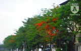 [Ảnh] Sắc phượng đỏ nở rợp trời Hà Nội, hàng trăm nghìn sĩ tử bước vào mùa thi
