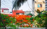[Ảnh] Sắc phượng đỏ nở rợp trời Hà Nội, hàng trăm nghìn sĩ tử bước vào mùa thi