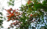 [Ảnh] Sắc phượng đỏ nở rợp trời Hà Nội, hàng trăm nghìn sĩ tử bước vào mùa thi