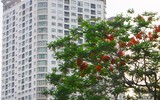[Ảnh] Sắc phượng đỏ nở rợp trời Hà Nội, hàng trăm nghìn sĩ tử bước vào mùa thi