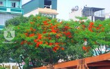 [Ảnh] Sắc phượng đỏ nở rợp trời Hà Nội, hàng trăm nghìn sĩ tử bước vào mùa thi