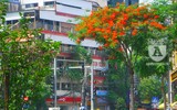 [Ảnh] Sắc phượng đỏ nở rợp trời Hà Nội, hàng trăm nghìn sĩ tử bước vào mùa thi