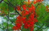 [Ảnh] Sắc phượng đỏ nở rợp trời Hà Nội, hàng trăm nghìn sĩ tử bước vào mùa thi