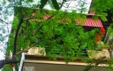 [Ảnh] Sắc phượng đỏ nở rợp trời Hà Nội, hàng trăm nghìn sĩ tử bước vào mùa thi