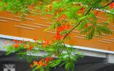 [Ảnh] Sắc phượng đỏ nở rợp trời Hà Nội, hàng trăm nghìn sĩ tử bước vào mùa thi